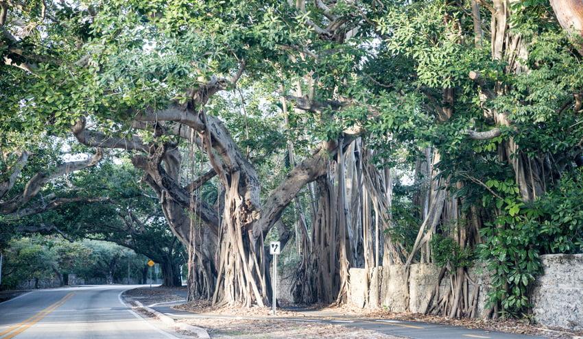 Banyan Drive in Big Island - Hawaiian Planner