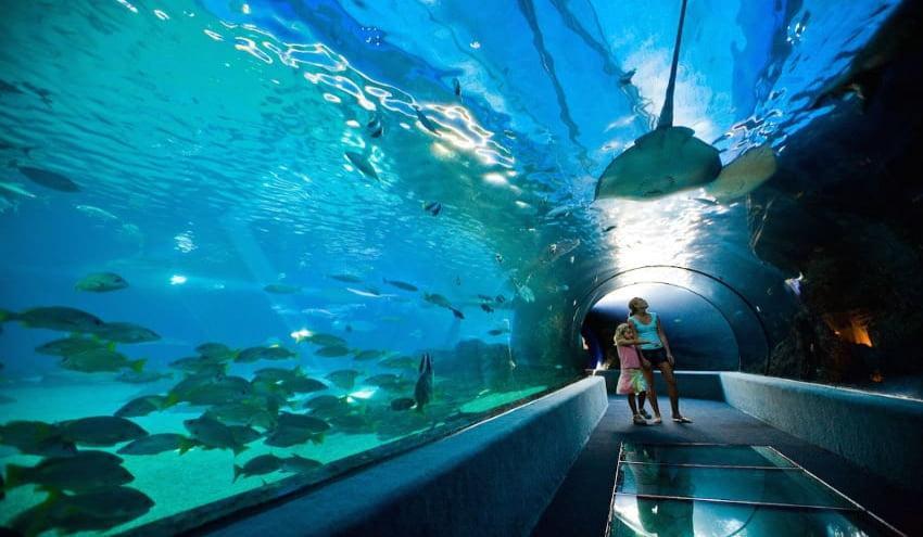 Maui Ocean Center in Maui - Hawaiian Planner