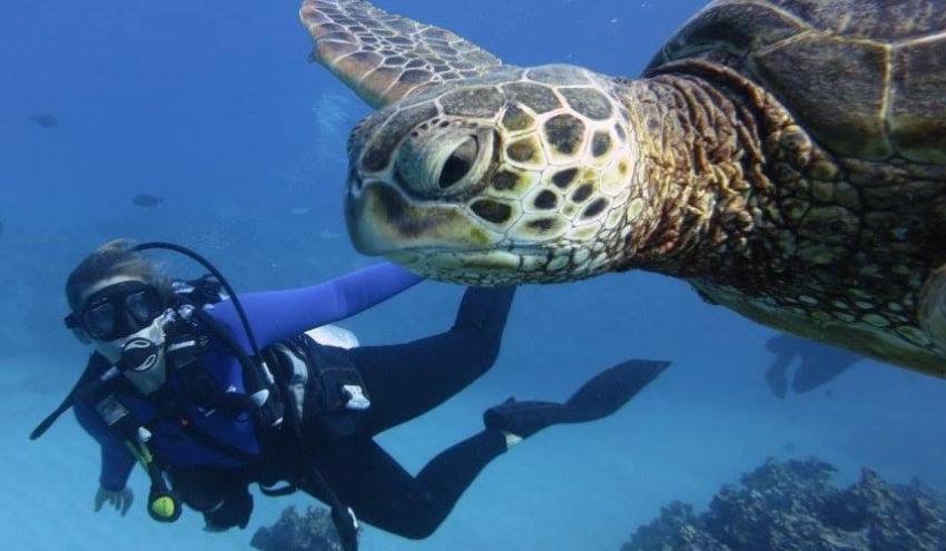 Shallow Reef Dives in Oahu - Hawaiian Planner