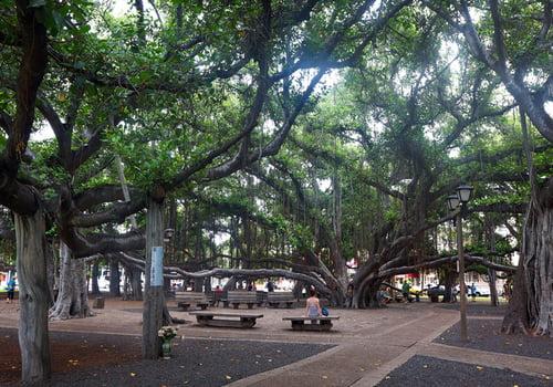 Banyan Tree Lahaina in Maui Hawaiian Planner Banyan Tree Lahaina in Maui Hawaiian Planner