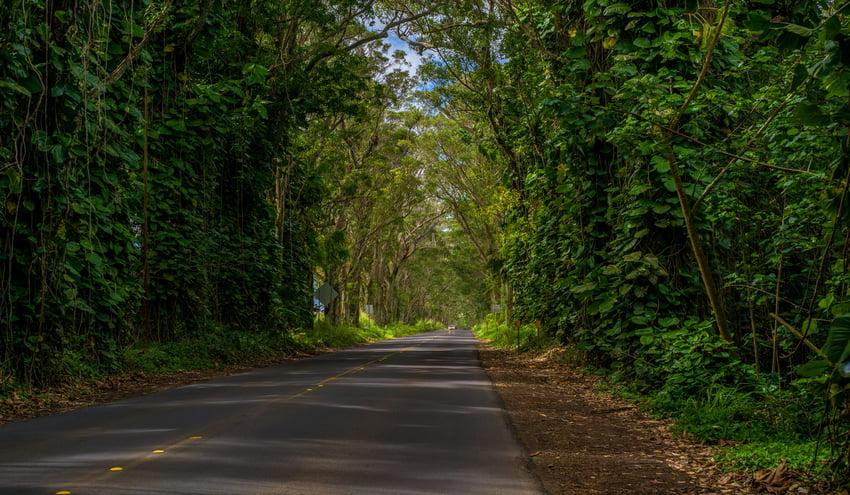 The Tree Tunnel in Kauai - Hawaiian Planner