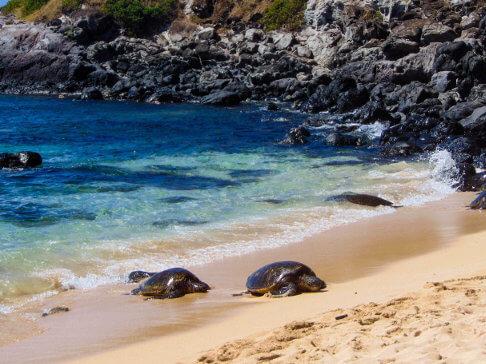 Sea Turtle In Hawaii