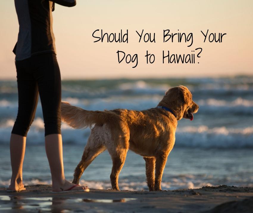 should-you-bring-your-dog-on-your-hawaiian-vacation-hawaiian-planner