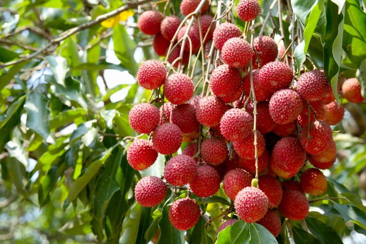 Litchi