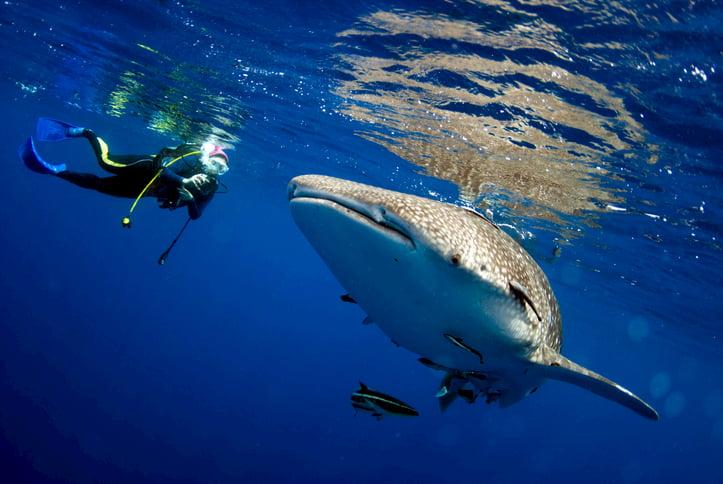 Shark Excursions | Hawaiian Planner