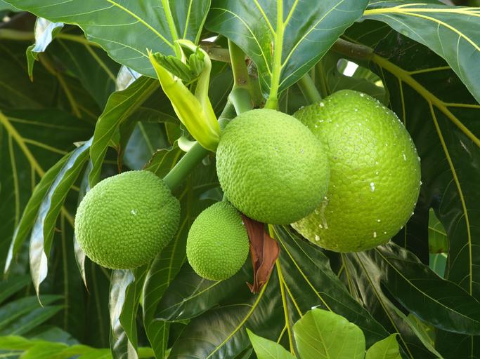 breadfruit