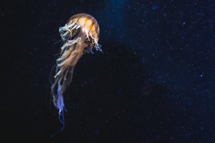 jellyfish